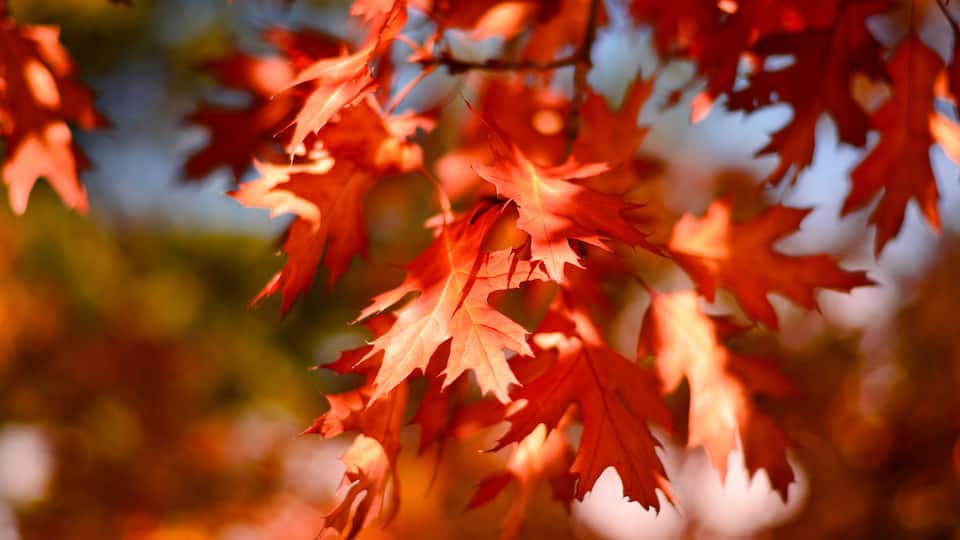 Red maple leaves.