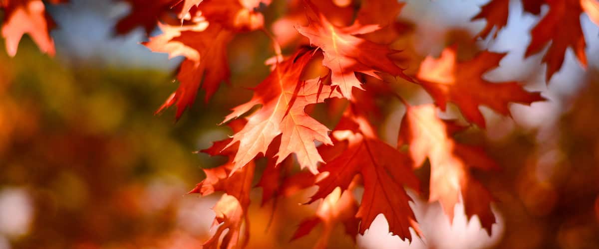 Red maple leaves.