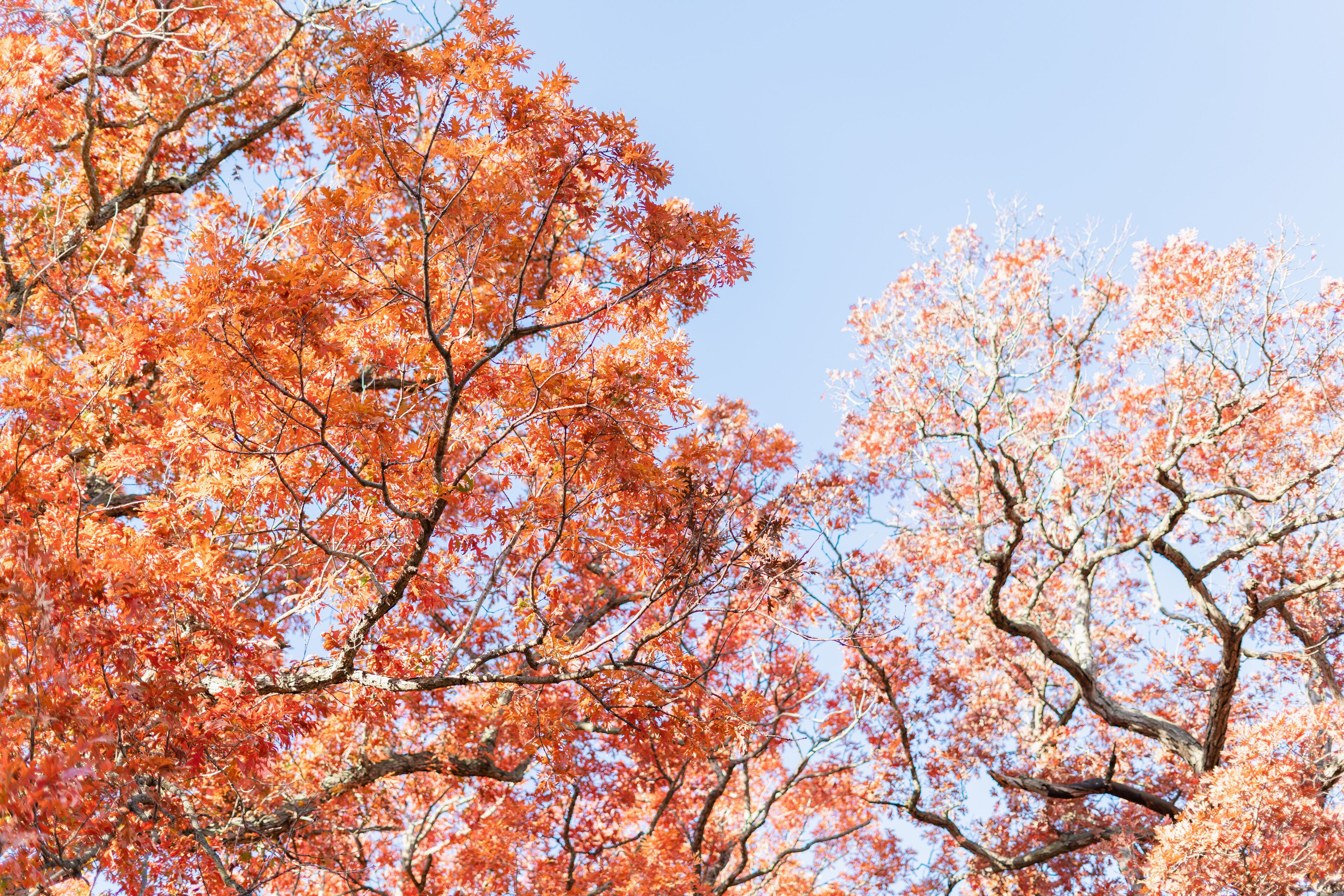 Bright red leaves on autum trees in October
