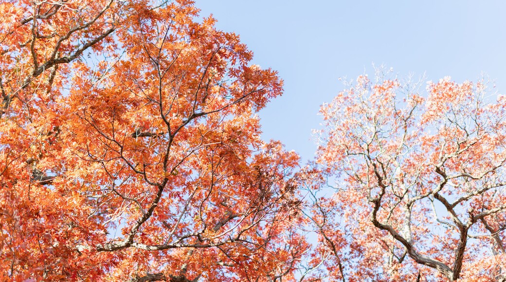 Bright red leaves on autum trees in October