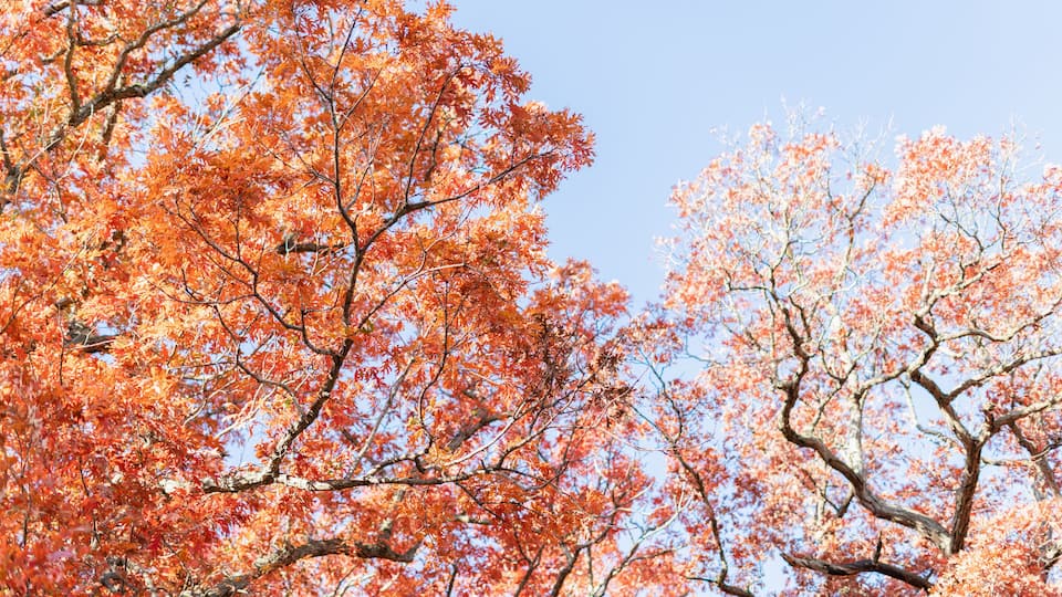 Trees with red leaves against a clear blue sky.