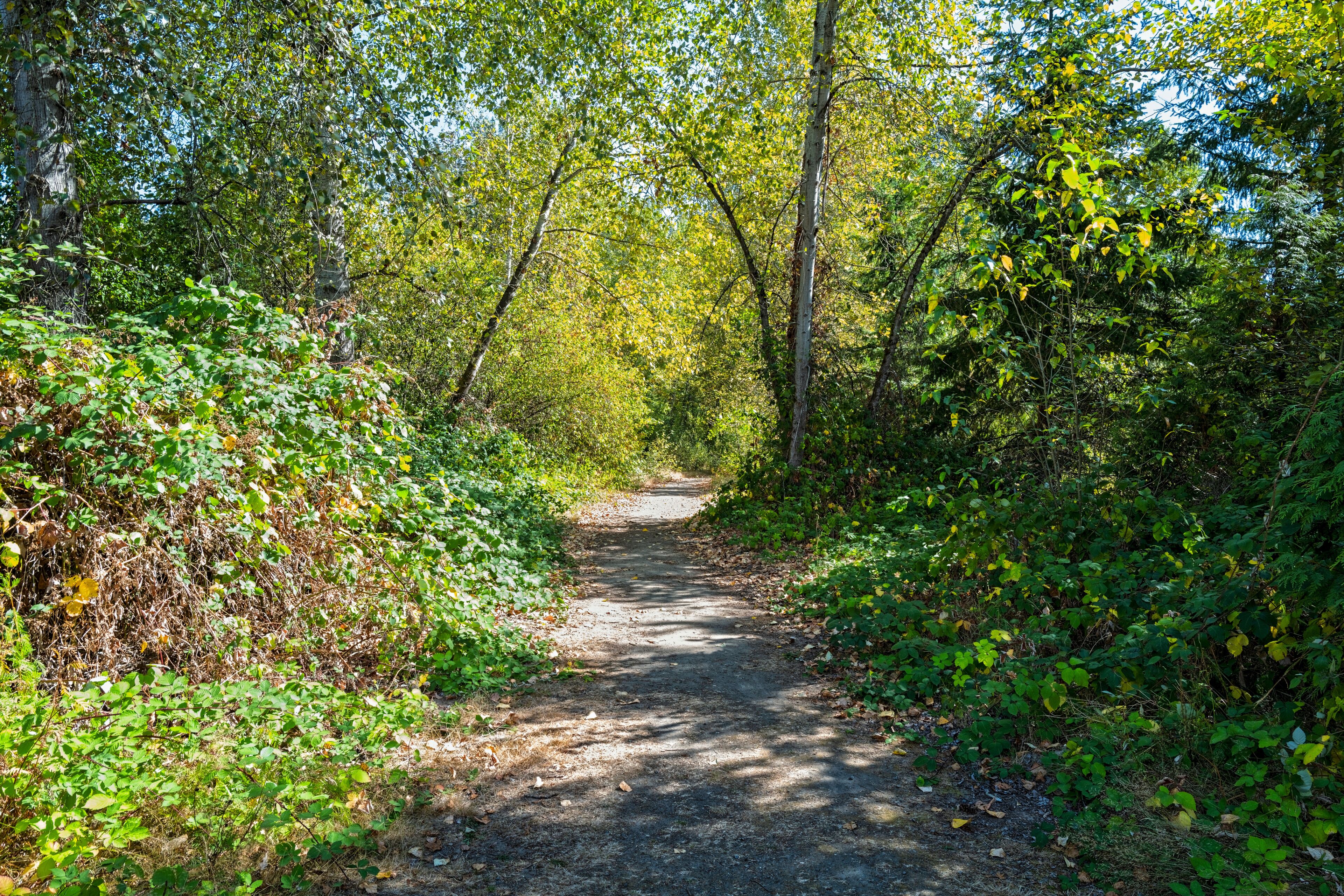 A hiking trail runs through the woods in Marymoor Park, Redmond, Washington, USA