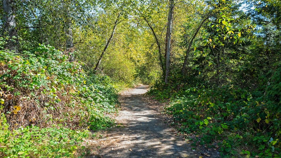 A hiking trail runs through the woods in Marymoor Park, Redmond, Washington, USA
