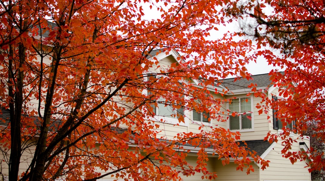 Well grown red foliage of sugar maples covering house in Redmond