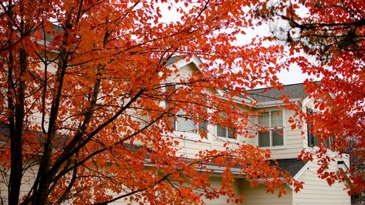 Well grown red foliage of sugar maples covering house in Redmond