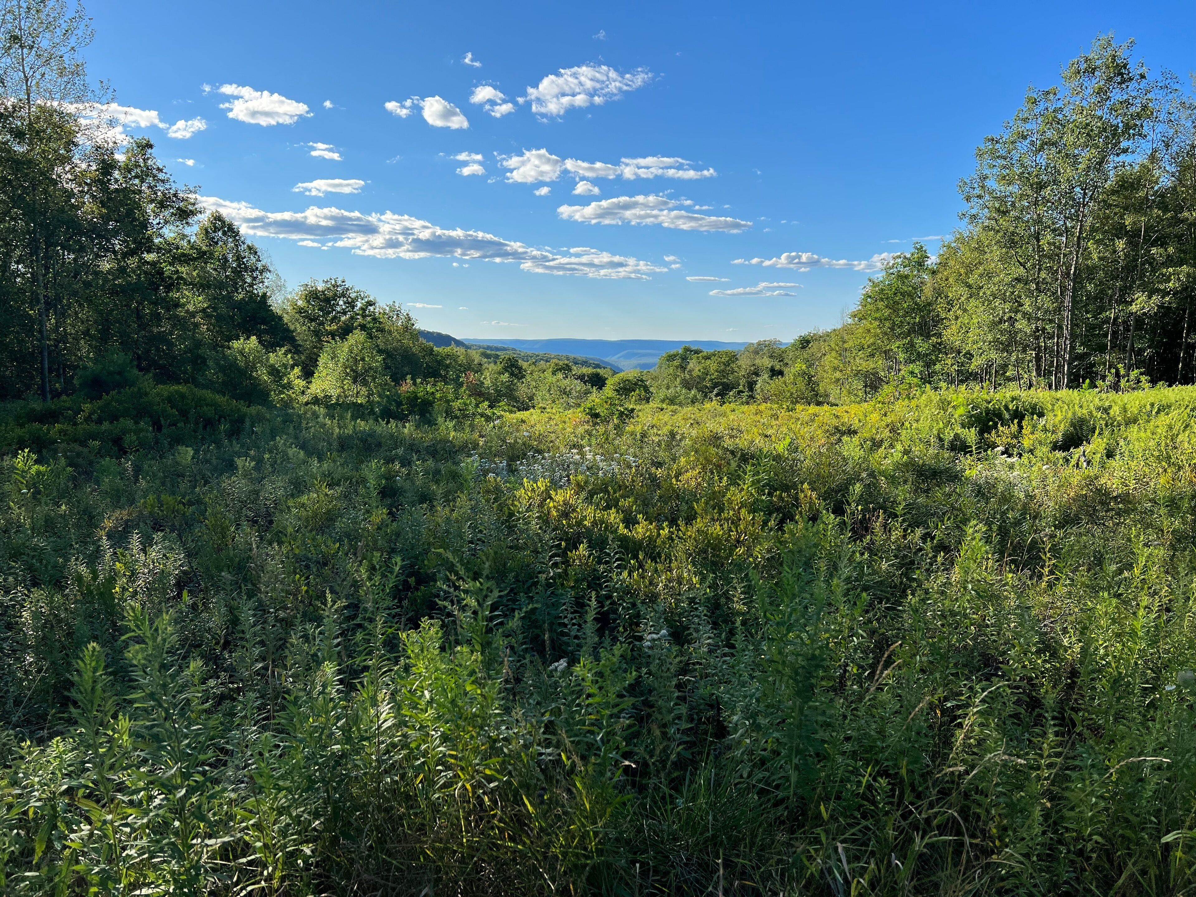 Two Rock Run Vista overlook at Burns Run Wild Area in Sproul State Forest, Pennsylvania.