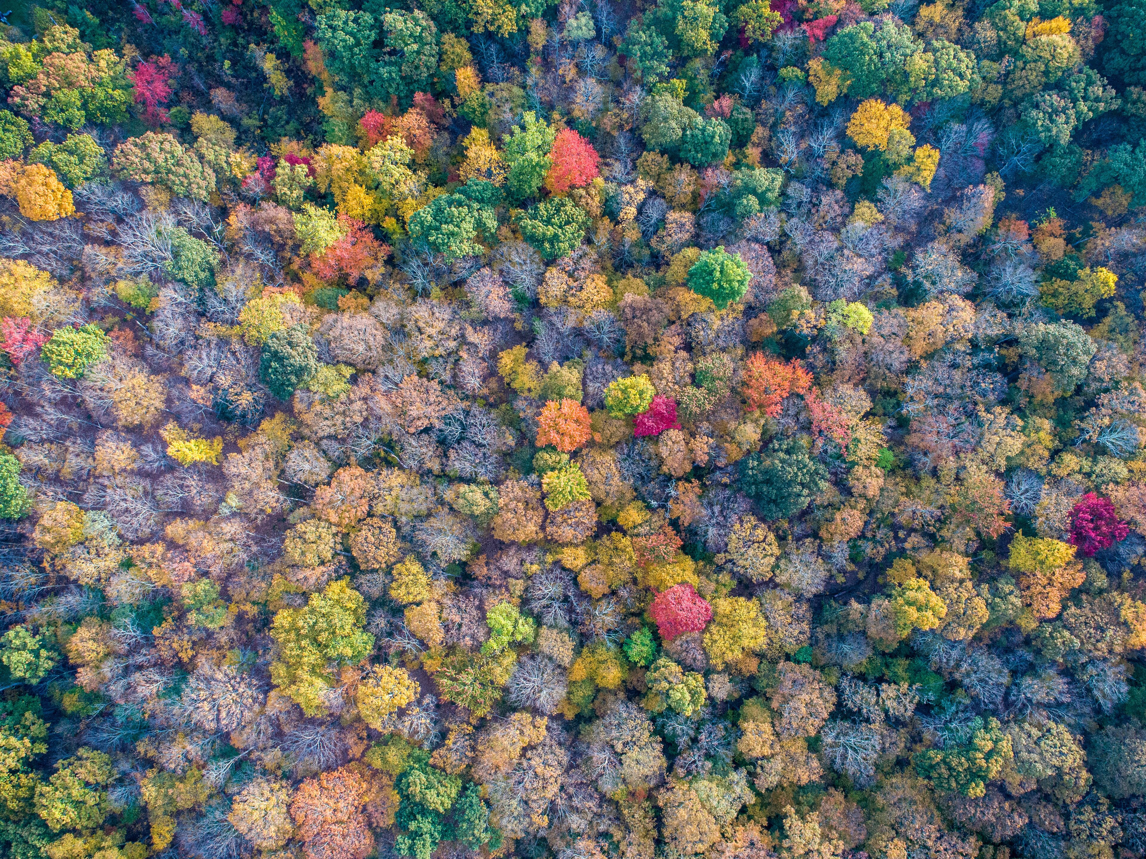 Aerial view of a dense forest canopy ablaze with autumn colors, a vibrant mosaic of reds, yellows, and greens painting the landscape, Rhinebeck, New York, United States.
