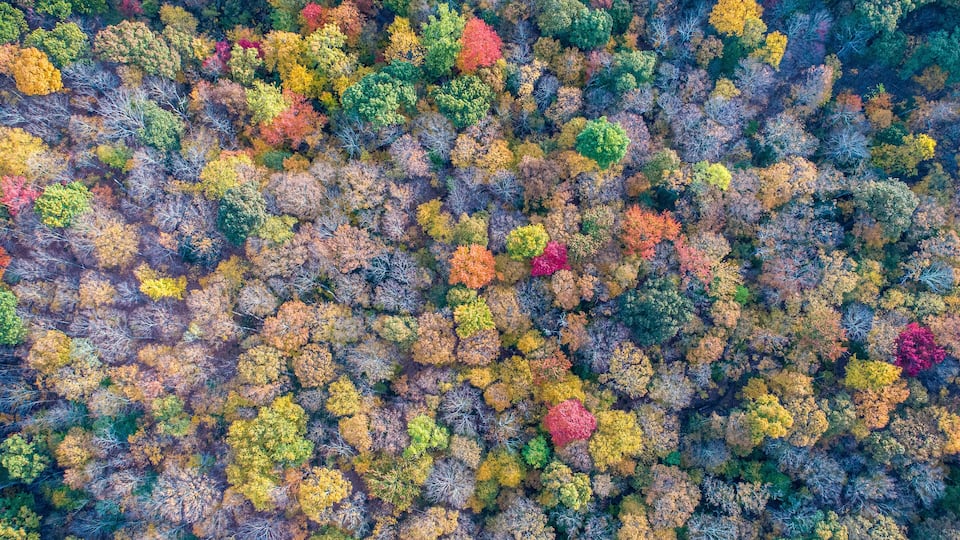 An aerial view of a dense forest with a variety of trees displaying autumn colors.