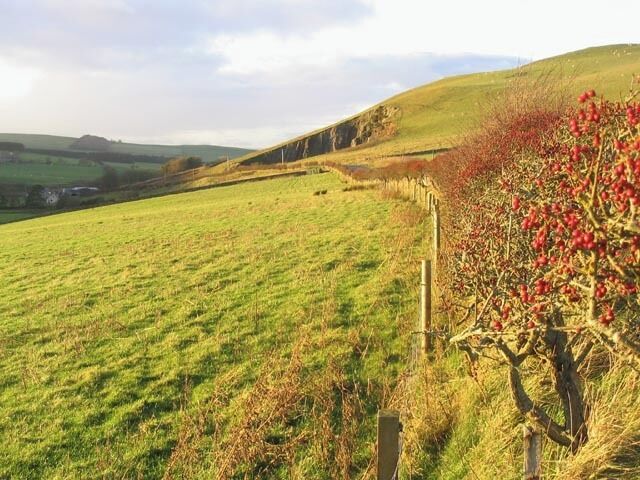 A grassy field with a fence and a tree with red berries.