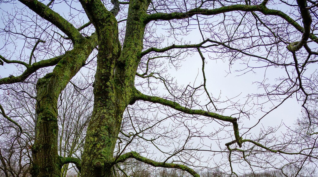 Spring rain at New England farm land in Wilton, Connecticut, USA with vibrant greens, bare trees, and rocks in the yard