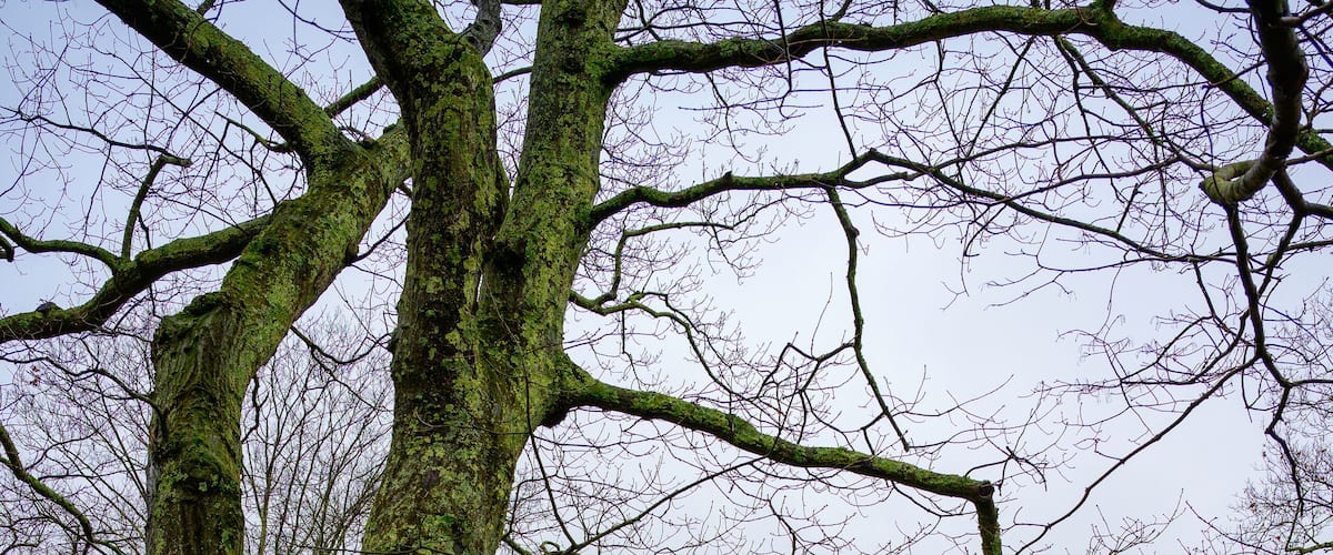 Spring rain at New England farm land in Wilton, Connecticut, USA with vibrant greens, bare trees, and rocks in the yard