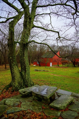 Spring rain at New England farm land in Wilton, Connecticut, USA with vibrant greens, bare trees, and rocks in the yard