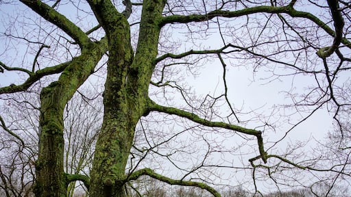 Spring rain at New England farm land in Wilton, Connecticut, USA with vibrant greens, bare trees, and rocks in the yard