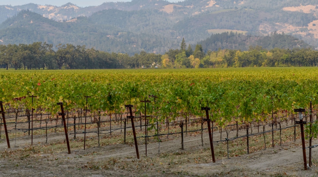 vineyards of Northern California near Calistoga in Napa Valley