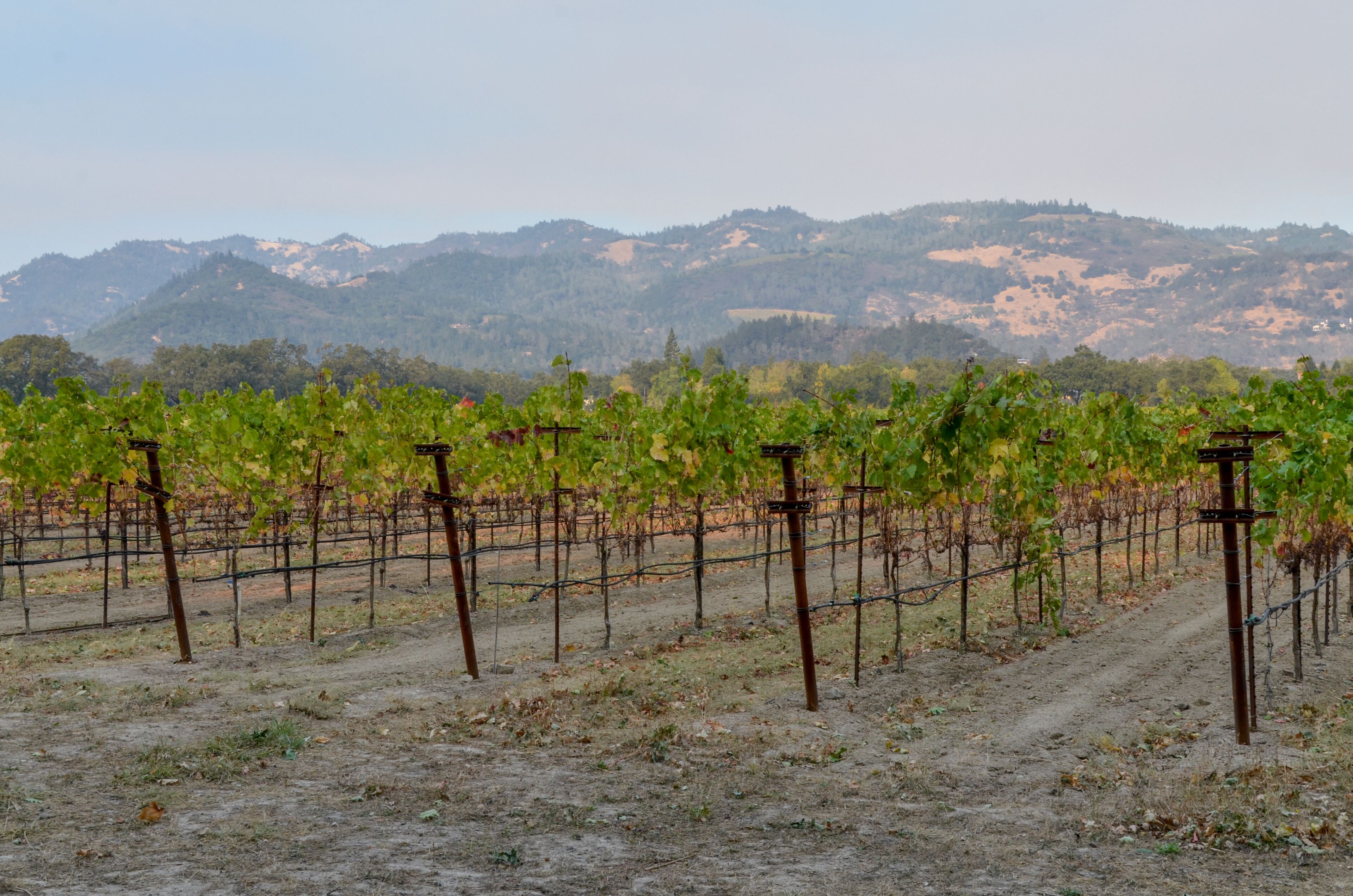 vineyards of Northern California near Calistoga in Napa Valley 