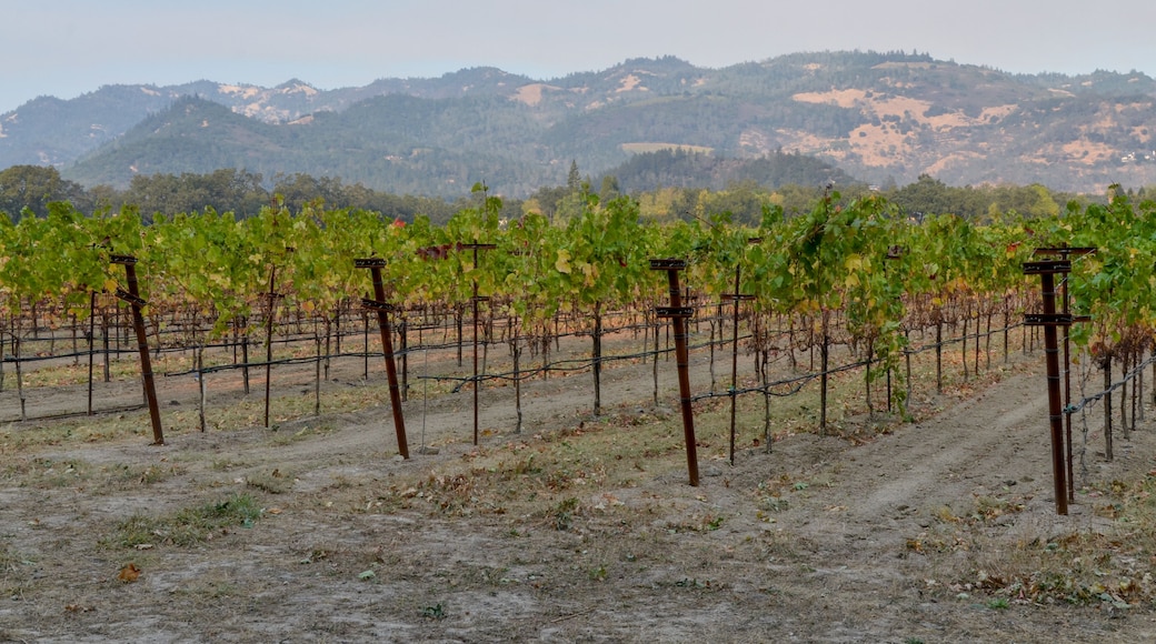vineyards of Northern California near Calistoga in Napa Valley