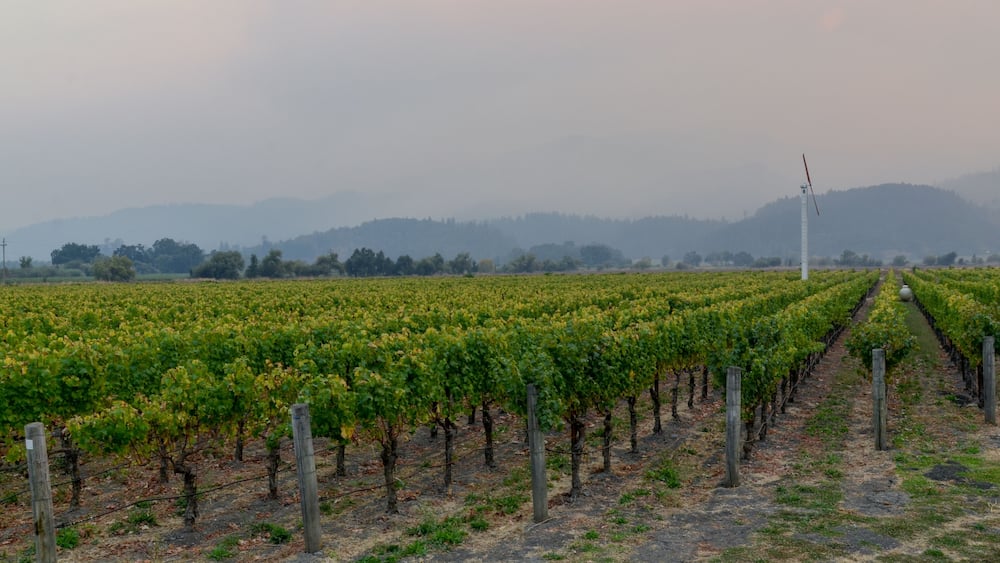 vineyards of Northern California in Napa Valley