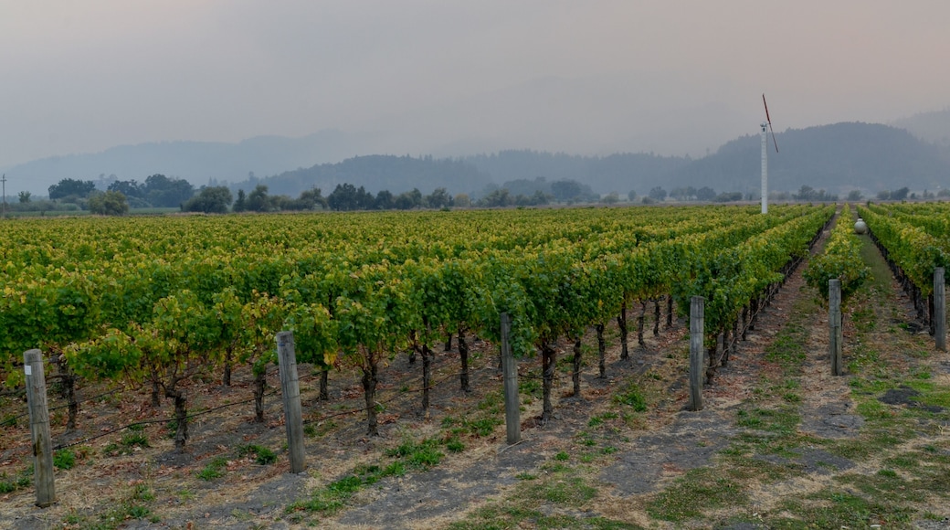 vineyards of Northern California in Napa Valley