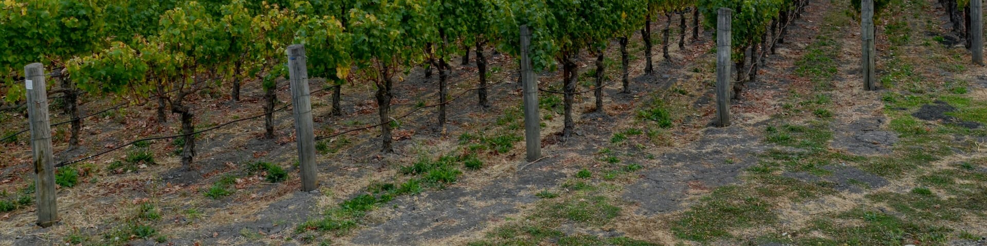 vineyards of Northern California in Napa Valley