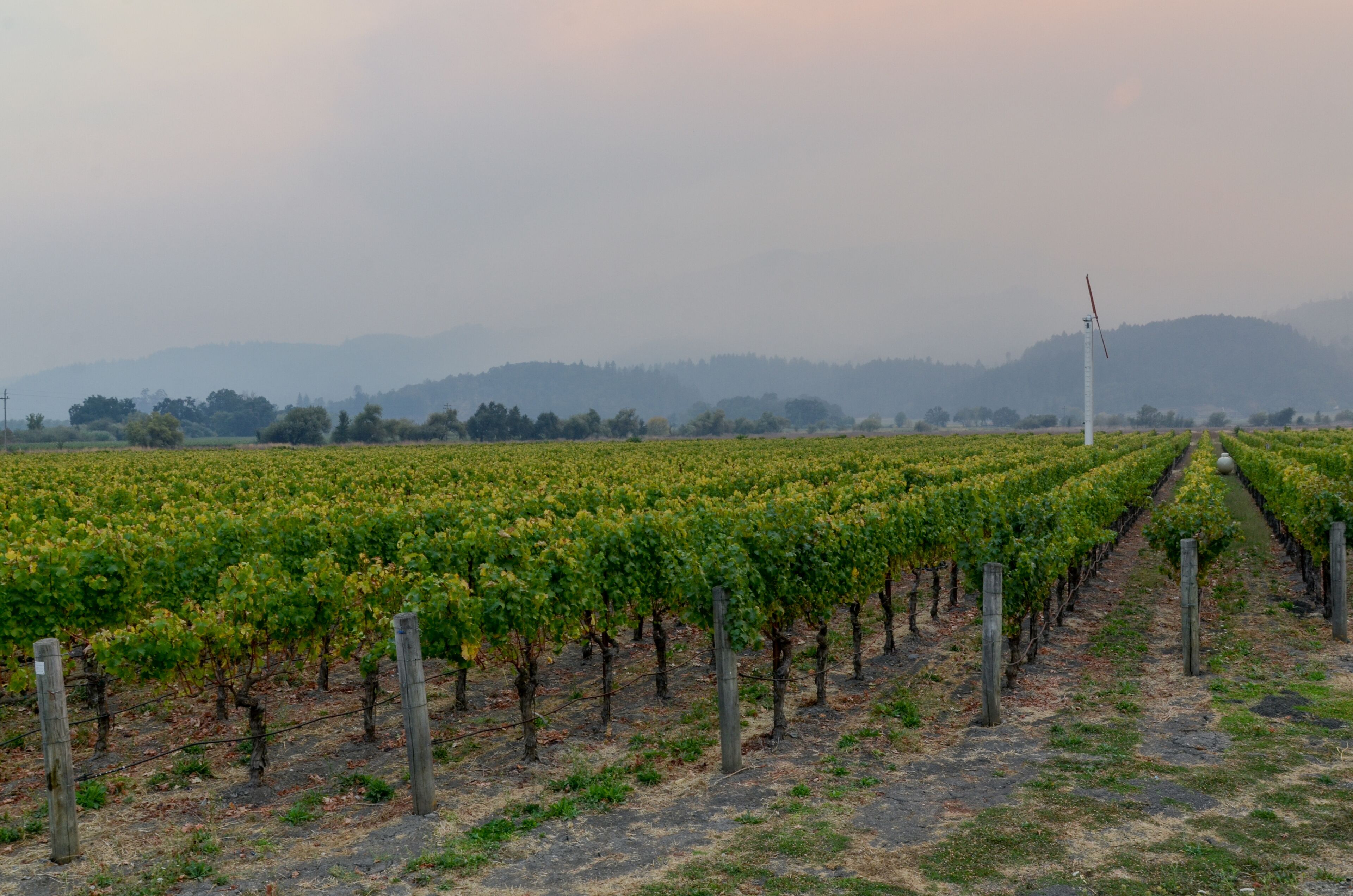 A vineyard with rows of grapevines and a windmill in the distance.