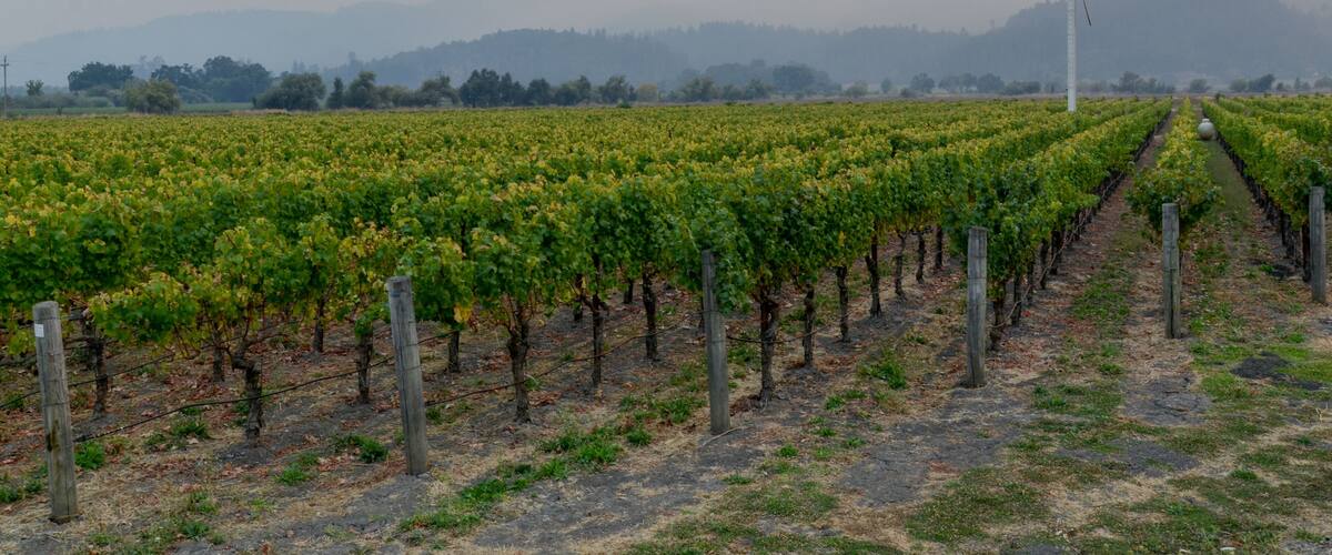 vineyards of Northern California in Napa Valley