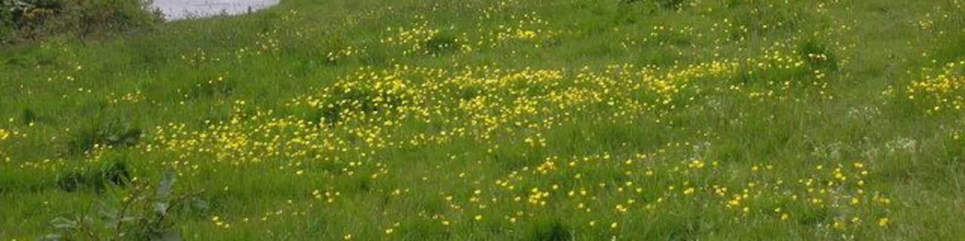 Holmsford Bridge. Holmsford Bridge which spans the river Irvine. This was taken looking West