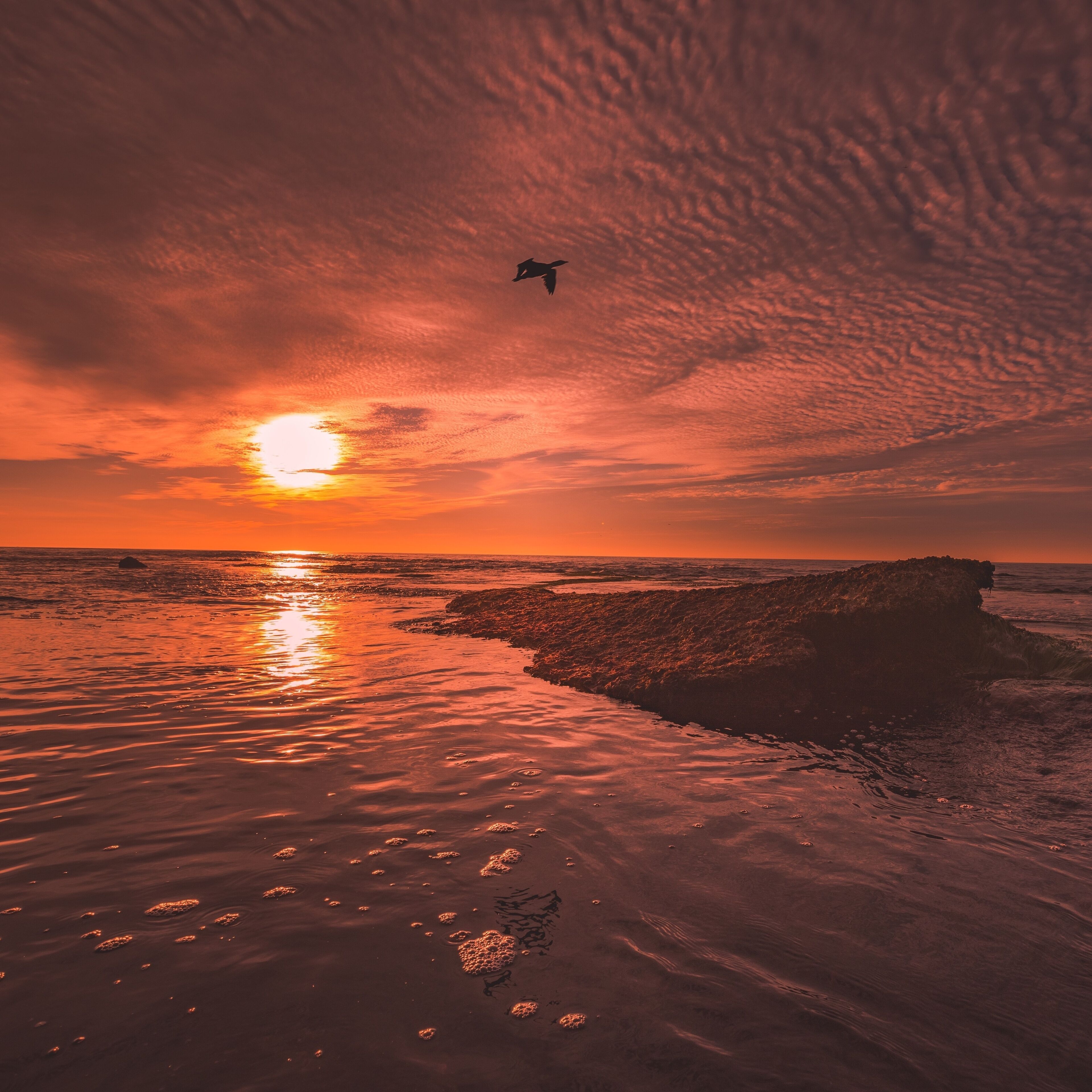 bird flying over sea