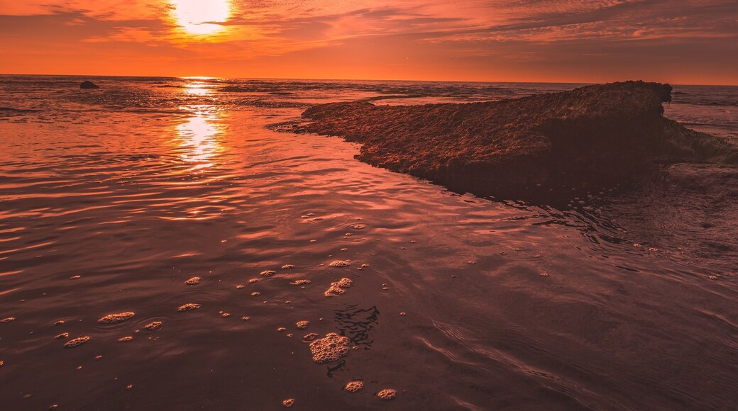 bird flying over sea