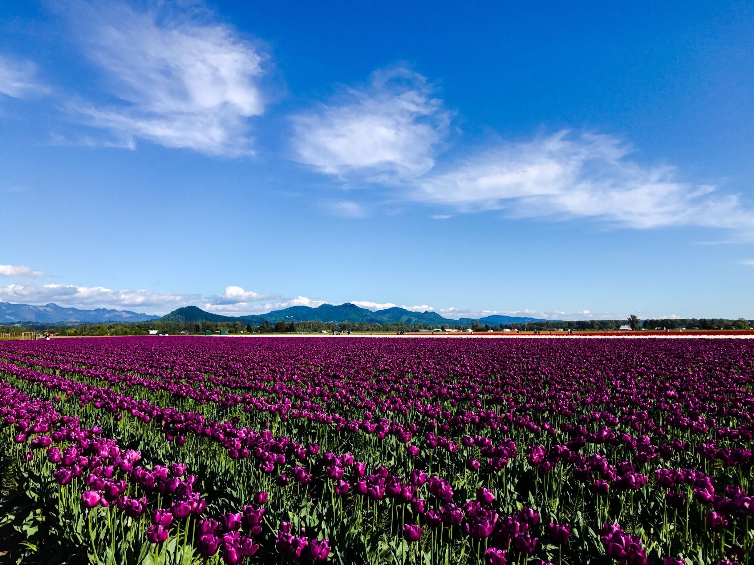 Tulip festival, 5/7/17. iPhone 7 Plus, Adobe Photoshop Express. #SpringFun
