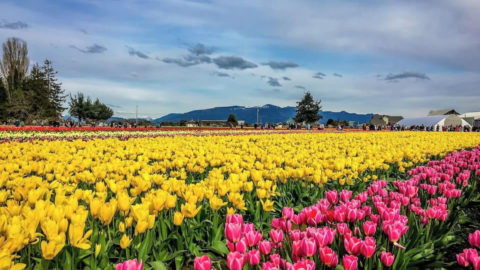 A tulip field with yellow and pink flowers, mountains in the background, and a cloudy sky.