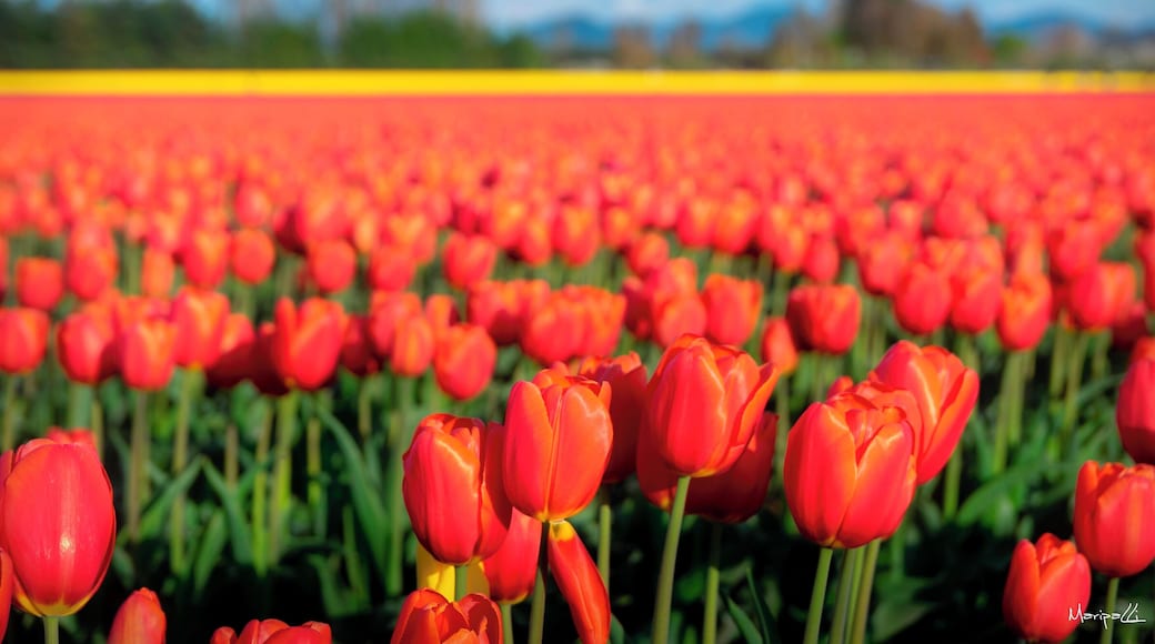 Skagit Valley Tulip Festival
#OrbitzTravel