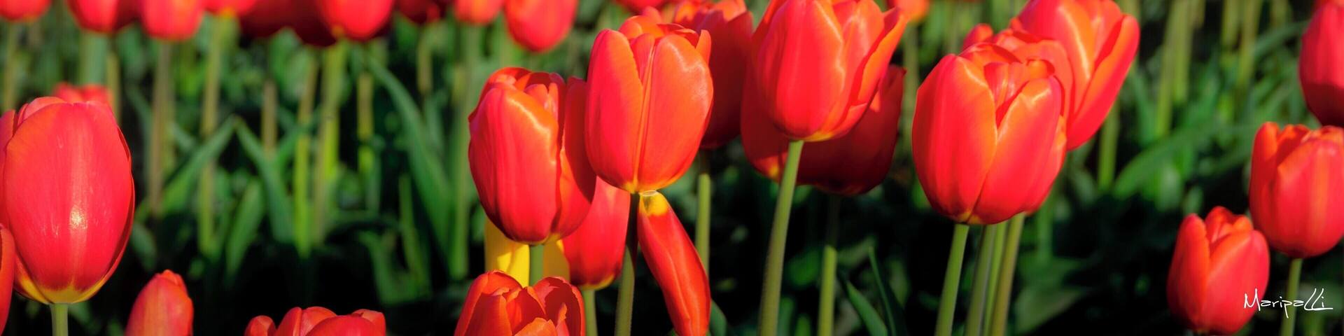 Skagit Valley Tulip Festival
#OrbitzTravel