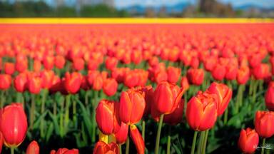 Skagit Valley Tulip Festival
#OrbitzTravel