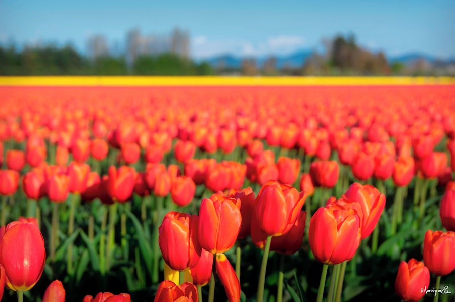 Skagit Valley Tulip Festival
#OrbitzTravel