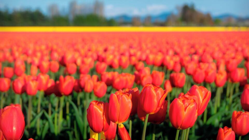 A field of vibrant red tulips under a clear blue sky.