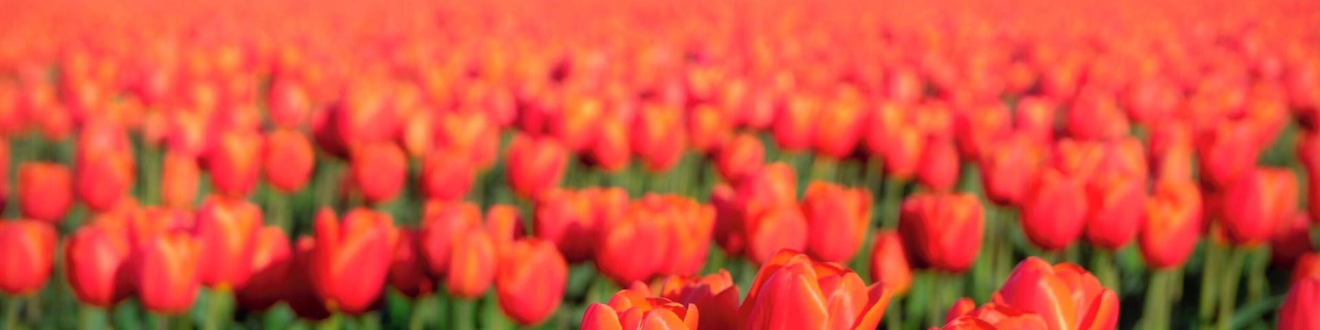 Skagit Valley Tulip Festival
#OrbitzTravel