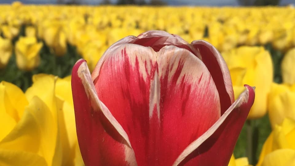 A close-up of a red tulip with white stripes in a field of yellow tulips under a clear blue sky.