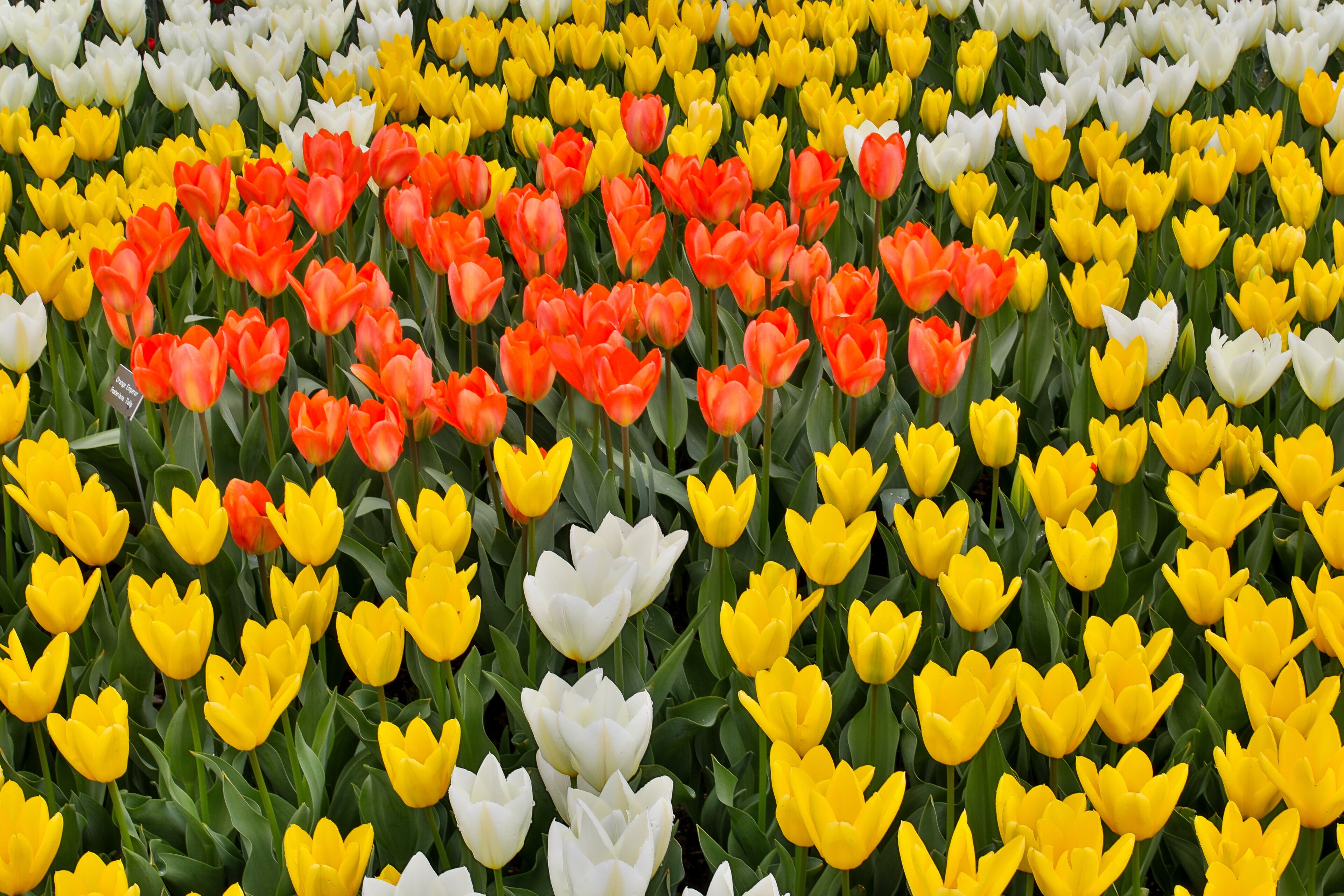 Spring tulip garden in full bloom, Skagit Valley, Washington State.