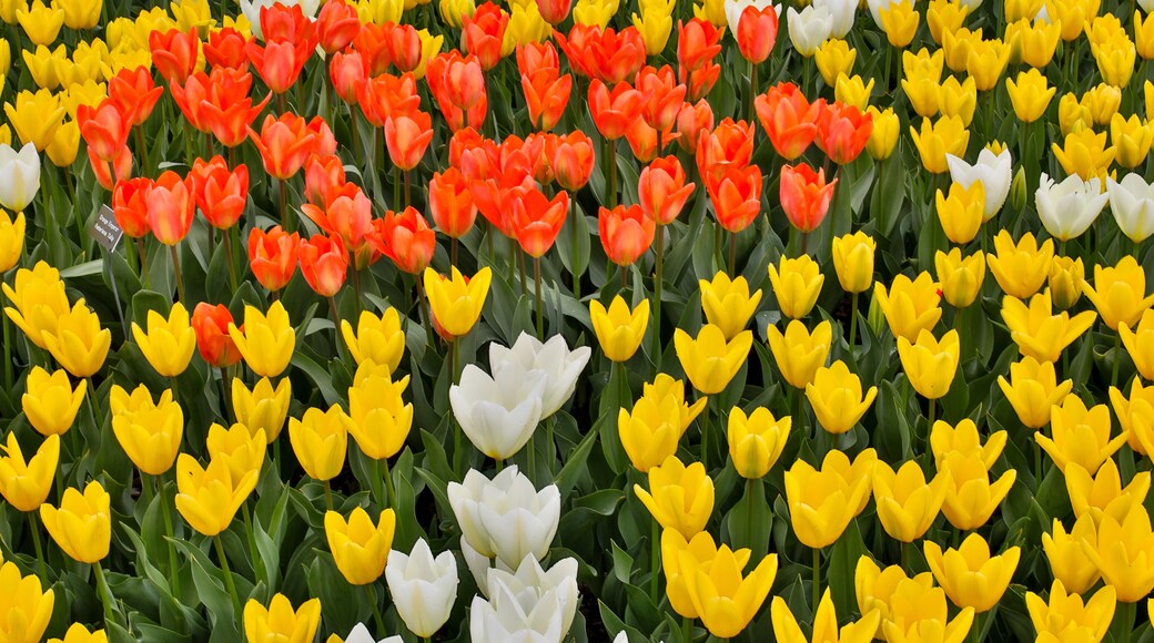 Spring tulip garden in full bloom, Skagit Valley, Washington State.