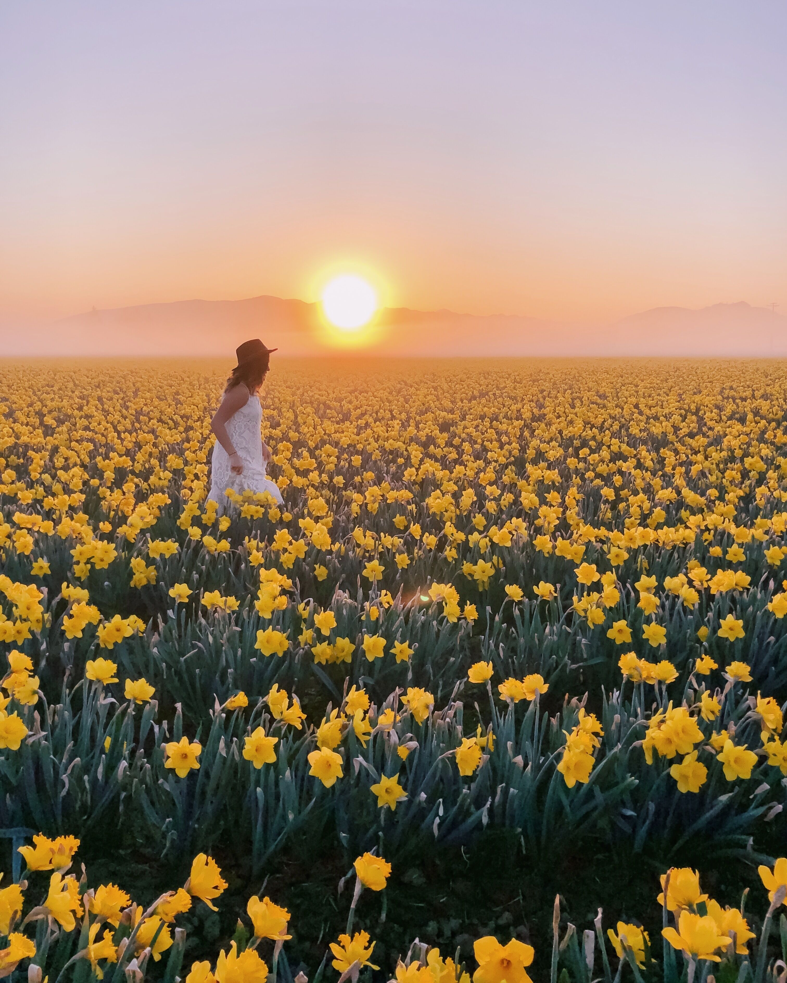 One more shot from the daffodil fields. Watching the sun rise above the sea of flowers is pretty magical. On the bloom map, this field is #11. 
