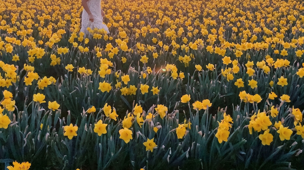 One more shot from the daffodil fields. Watching the sun rise above the sea of flowers is pretty magical. On the bloom map, this field is #11.