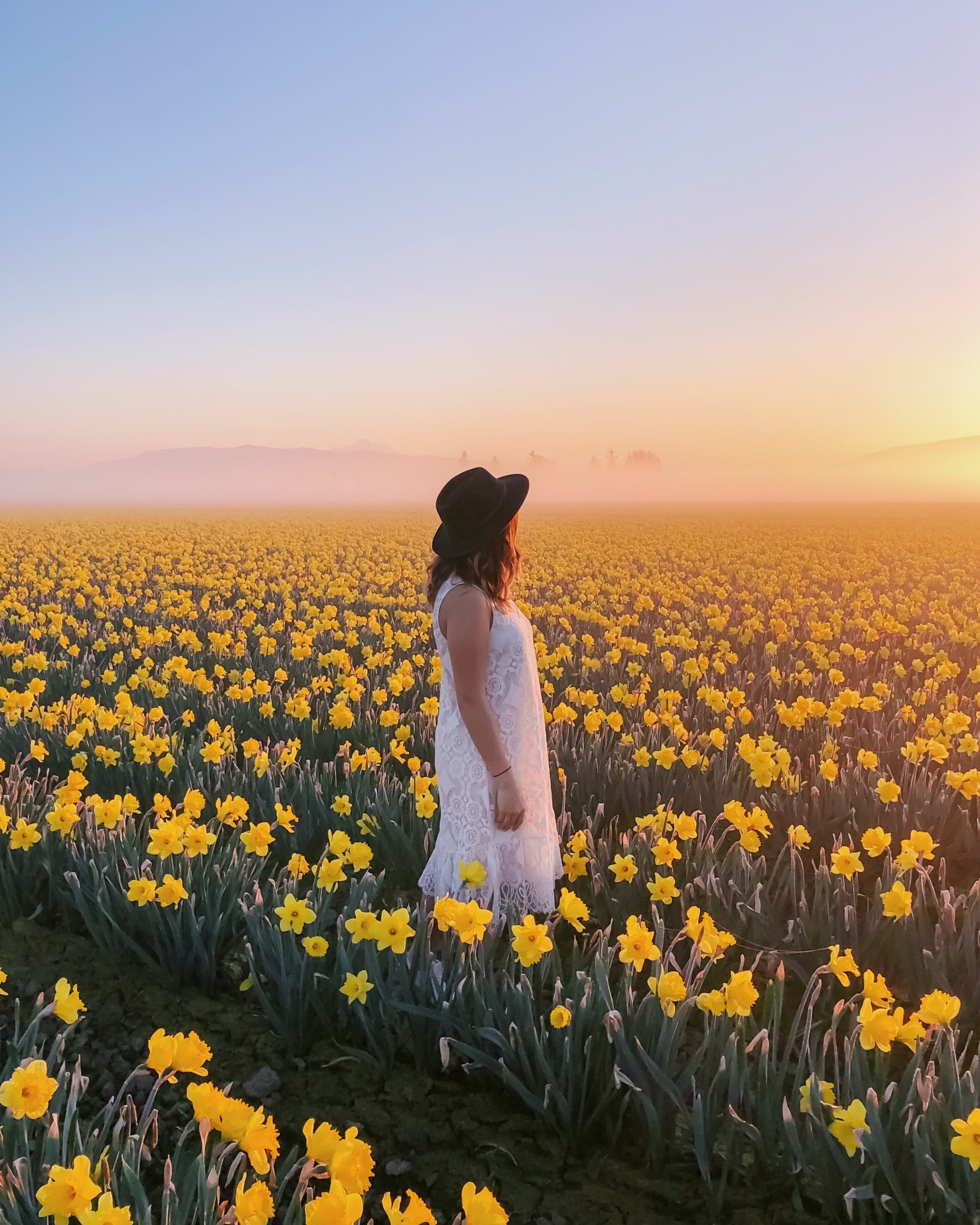 Skagit Valley is usually known for stunning tulip fields but daffodil fields are just as beautiful. There's a tulip & daffodil map where you can find the exact locations of different fields: https://www.tulips.com/bloommap.  I recommend going for sunrise or for sunset for the best light.