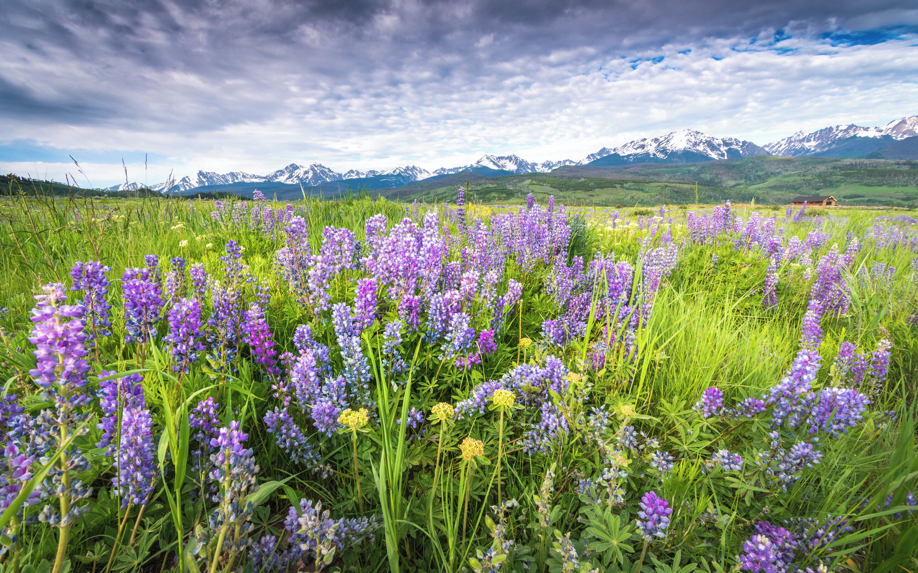 Field of lupine near our home. 