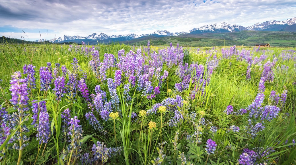 Field of lupine near our home.