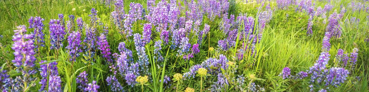 Field of lupine near our home.