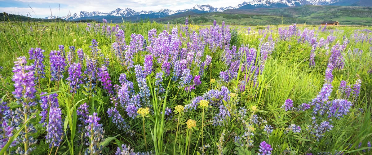 Field of lupine near our home.