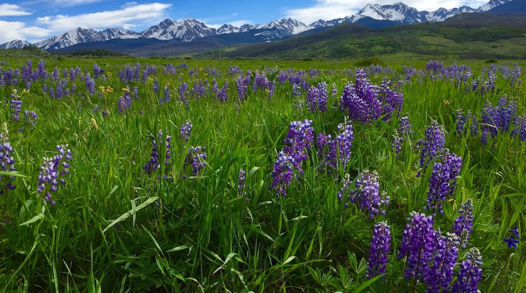 The lupine going off earlier this season just north of Silverthorne.