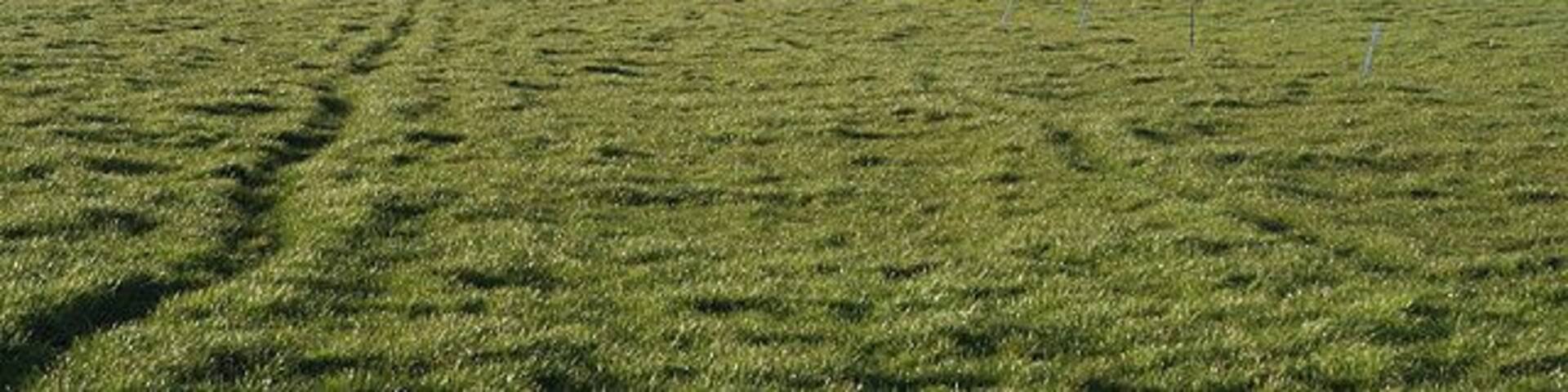 Ashill: towards Capland Looking north west near Collings Barn, Stewley