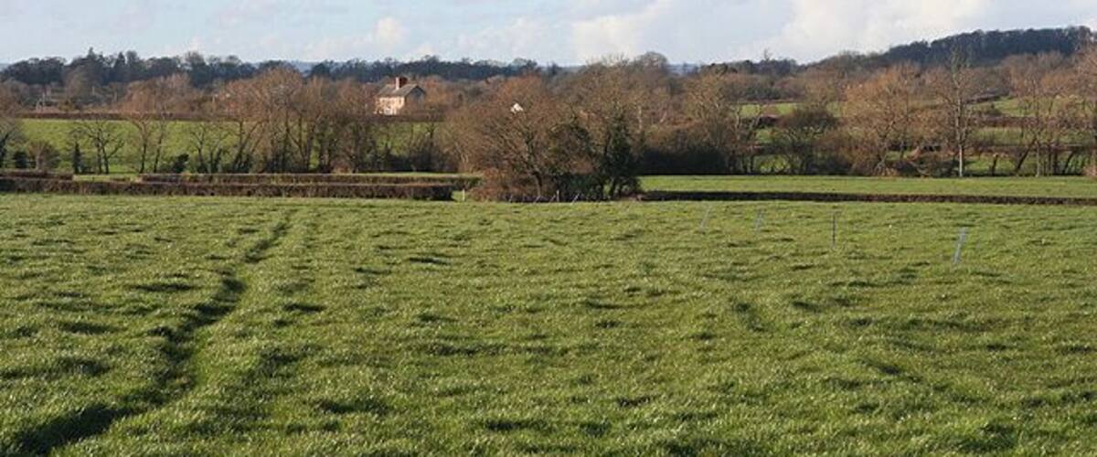 A green field with a distant house and leafless trees.