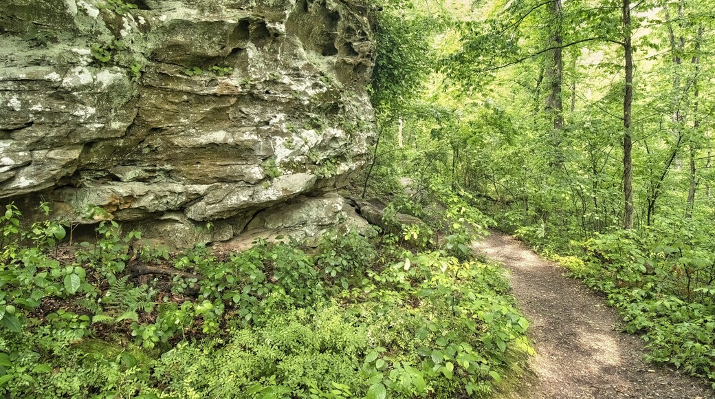 A hiking trail passes by a large rock formation in the forest on a rainy spring morning at Giant City State Park in Southern Illinois.